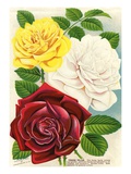Illustration of Red, White and Yellow Roses Giclee Print