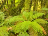 Forest on West Coast of New Zealand's South Island Photographic Print by John and Yva Eastcott And Momatiuk