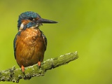 Common Kingfisher Perching Photographie par Andy Rouse