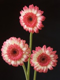 Three Gerbera Daisies on Dark Background Photographic Print by Clive Nichols