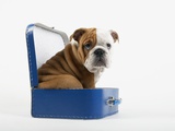 English Bulldog Puppy Sitting in a Lunch Box Photographic Print by Peter M. Fisher