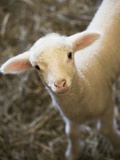 Baby lamb Photographic Print by Scott Barrow
