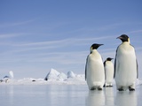 Paul Souders - Emperor Penguins in Antarctica - Fotografik Baskı Paul Souders - Emperor Penguins in Antarctica - Fotografik Baskı