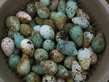 Tub of Guillemot Eggs Photographie
