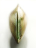 Raw New Zeland Mussel Photographic Print by Mascarucci 