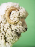 White Sheep's Head Photographic Print