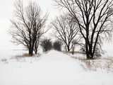 Trees and Drifted Road Photographic Print by Ron Chapple
