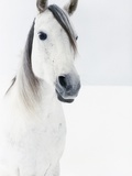 White Horse in Snow Photographic Print by Birgid Allig