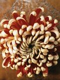 Chrysanthemum Photographic Print by Cora Buttenbender