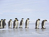 Line of Emperor Penguins Lámina fotográfica por Frank Lukasseck Line of Emperor Penguins Lámina fotográfica por Frank Lukasseck