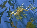 Close-Up of Leafy Sea Dragon Photographic Print by Hal Beral