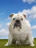 Bulldog Photographic Print