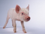 Yorkshire Piglet Photographic Print