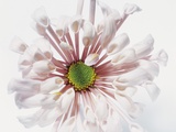 White Chrysanthemum Fotografisk trykk av Cora Buttenbender White Chrysanthemum Fotografisk trykk av Cora Buttenbender