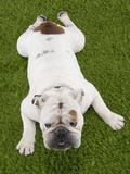 Bulldog Lying on Grass Photographic Print
