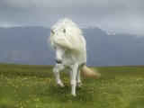 Icelandic Pony Photographic Print
