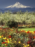 Tulips and Pear Orchard Below Mt. Hood Photographic Print by John McAnulty