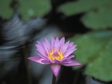 Lotus Flower Photographic Print by Remi Benali