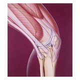 Human Knee Giclee Print