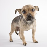 Puppy snarling Photographic Print by Michael Kloth
