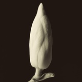 Single Magnolia Bud in Spring Photographic Print by Tom Marks