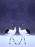 Red Crowned Cranes Photographic Print