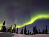 Aurora Borealis above Forest Fotografie-Druck von Frank Lukasseck