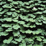 Clover Photographic Print by Micha Pawlitzki