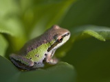 Pacific Treefrog (Hyla regilla), British Columbia. Photographic Print by Ron Watts