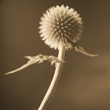 A Lone Thistle Against the Sky Photographic Print by Tom Marks
