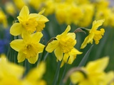 Yellow Daffodils Photographic Print by Markus Botzek