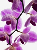 Phalaenopsis orchids Photographic Print Phalaenopsis orchids Photographic Print