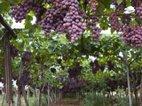 Red table grapes on vine in Basilicata Fotografie-Druck von Mark Bolton
