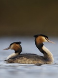 Pair of Great Crested Grebes Photographie par Andrew Parkinson