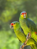 Red-lored parrots in Honduras Photographie par Keren Su