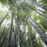 Bamboo Forest Photographic Print by Micha Pawlitzki