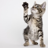 Kitten pawing at air Photographie par Michael Kloth