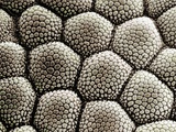 Toe pad epidermis of a Toad Lámina fotográfica por Wolf Fahrenbach Toe pad epidermis of a Toad Lámina fotográfica por Wolf Fahrenbach