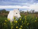 Camargue horse grazing on yellow iris Photographie par Theo Allofs