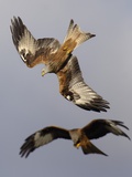 Pair of Red Kite in Flight Photographic Print by Andrew Parkinson