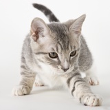 Gray kitten pawing Photographic Print by Michael Kloth