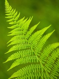 Fern leaf Photographic Print