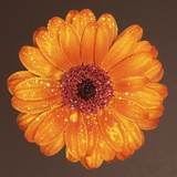 A Vivid Orange Flower Impressão fotográfica por Bernd Vogel A Vivid Orange Flower Impressão fotográfica por Bernd Vogel