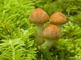 Mushroom, Vancouver Island, British Columbia, Canada. Photographie par Tim Zurowski