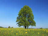 Linden Tree in Meadow of Crowfoot Flowers Photographic Print by Frank Krahmer