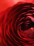 Close-Up of Dark Red Persian Buttercup Photographic Print by Clive Nichols