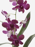 Purple Phalaenopsis orchids Photographic Print by Jen Nelson Purple Phalaenopsis orchids Photographic Print by Jen Nelson