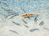 Juvenile Blacktip Reef Shark in Clear Shallow Water at Dhonakulhi Island Photographic Print by Frank Krahmer