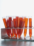 Test tubes filled with orange liquid Photographic Print by Kristopher Grunert