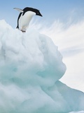 Penguin on Iceberg Lámina fotográfica